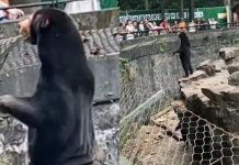 黑熊站直揮手 工讀生扮的嗎? 杭州動物園馬來熊與遊客互動 園方:是真熊! 網友懷疑杭州動物園「站直」的馬來熊,是工讀生扮的。但園方表示,高溫40度天氣,穿個獸皮不用幾分鐘人就倒了。引自微博/時間視頻