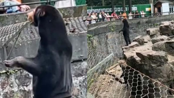 網友懷疑杭州動物園「站直」的馬來熊，是工讀生扮的。但園方表示，高溫40度天氣，穿個獸皮不用幾分鐘人就倒了。引自微博／時間視頻