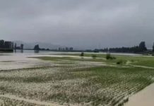 杜蘇芮挾暴雨北上 黑龍江水淹至屋頂 「中國糧倉」恐絕收 哈爾濱的五常市是大陸著名「五常大米」產地,如今稻米全泡水中,農民說今年稻米怕是要絕收了。圖/澎湃新聞