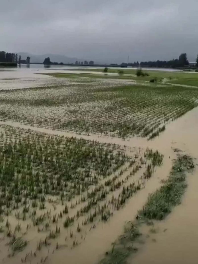 哈爾濱的五常市是大陸著名「五常大米」產地，如今稻米全泡水中，農民說今年稻米怕是要絕收了。圖／澎湃新聞