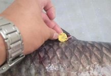 一條魚換130萬 中國釣場變賭窟 釣客豪擲萬金輸光 中國有些不肖釣場在魚身做記號,以高額獎金誘釣客豪擲萬金。圖/翻攝湖北日報網