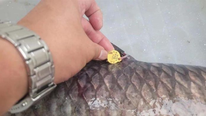 中國有些不肖釣場在魚身做記號，以高額獎金誘釣客豪擲萬金。圖／翻攝湖北日報網