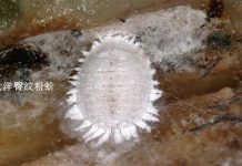 大陸國台辦:查出「大洋臀紋粉蚧」 海關總署暫停台芒果輸入 圖為前年國台辦禁台灣鳳梨釋迦時,在記者會上以圖片展示檢測到的有害生物「大洋臀紋粉蚧」。圖/引自國台辦