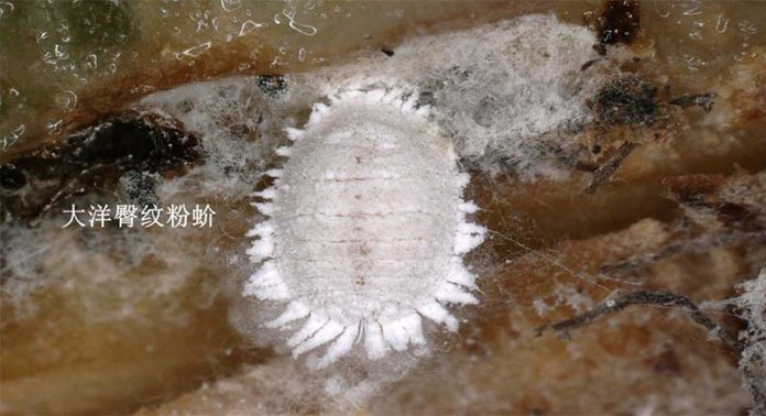 圖為前年國台辦禁台灣鳳梨釋迦時，在記者會上以圖片展示檢測到的有害生物「大洋臀紋粉蚧」。圖／引自國台辦