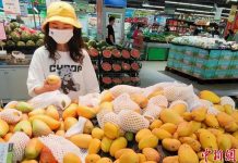 陳吉仲玩數字遊戲 芒果輸陸受阻 果農收入大減 北京消費者在超市選購芒果。圖/取自中新網