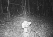 20年來神獸首度現蹤 太過美麗也是一種錯誤 圖/取自泰國國家公園