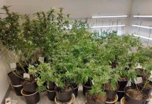 夭壽爸爸拉高中兒子種大麻 透天厝338棵 市值驚1.5億 調查局人員查扣338株大麻。圖/台中調查處提供