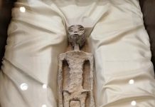 墨西哥國會聽證展2具外星人遺骸化石 陸學者質疑 墨西哥記者Jaime Maussan提供的外星人遺骸。圖/Jaime Maussan臉書