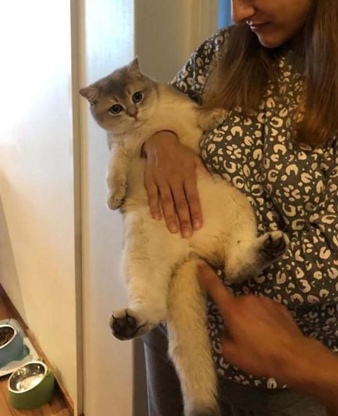 國外社群網站「reddit」網友po出姐姐抱貓咪「徒手穿心」照，嚇壞不少人，但最後發現原來是錯覺。圖／取自reddit網站