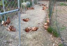 苗栗場長防了石虎 「牠」讓銅鑼雞場屍橫遍野 圖/翻攝畫面