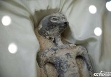 墨西哥「外星人木乃伊」哪來的? 祕魯火大要查 墨西哥國會殿堂日前公然展示了兩具「外星人木乃伊」。圖/取自央視網