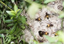 蜂螫事件連環爆!新北石門青山瀑布步道遊客遭蜂螫 8人緊急就醫 圖/取自農業處森林暨自然保育科