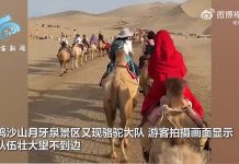 甘肅敦煌出現「塞駱駝」景象 沙漠設紅綠燈疏導「駝流」 大陸十一長假遊客如織,甘肅鳴沙山月牙泉景區又現駱駝大隊。圖/取自海客新聞微博