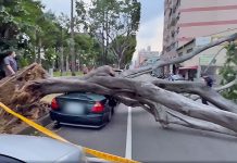 小犬很強大狂暴肆虐 台中巨樹倒塌砸車壓房 (圖/取自我是台中人臉書)