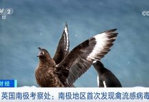 南極首次發現禽流感 恐威脅企鵝和其它當地物種 圖/轉自央視網