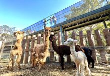 捷報!壽山動物園榮獲「台灣建築獎」首獎 評審肯定:使人與動物的關係更接近 圖/高雄市政府
