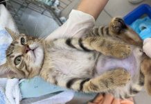 流浪毛寶貝有個「大肚腩」?新北動保處獸醫師化身「瘦身達人」 超萌小貓有個「大肚腩」。圖/新北市政府