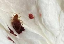 韓國爆臭蟲危機 殺蟲劑銷量暴增800% 圖/翻攝自朝鮮日報