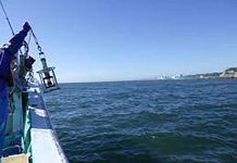 福島廢水檢測 氚濃度皆低於檢測下限 圖/日本環境省