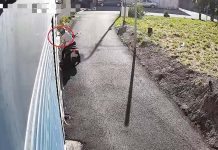 婦人路過順手摘九層塔 苗警依法偵辦 圖/苗栗警分局北苗派出所