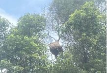 通霄鎮城南里水水休閒農莊 虎頭蜂攻擊8人 圖/苗栗縣府