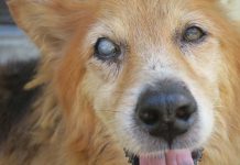 新北動保處救援眼盲老犬恢復雙眼視力 經過檢查,兩眼皆有白內障症狀,但右眼因為眼內發炎,懸韌帶斷裂造成水晶體往前脫位。圖/新北動保處