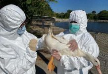 高風險候鳥來台度冬 臺南動保處提醒畜主強化各項防疫措施 水禽監測採樣。圖/台南市農業局