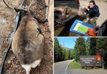 屍速列車是真的!?「殭屍鹿」病毒專家憂恐傳染人類 圖/New York Post X社群