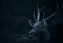 全境擴散!?黃石公園首次發現「殭屍鹿」 示意圖/pexels