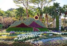 士林官邸菊展今開展 20萬盆菊花融入菊藝生活 士林官邸菊展。圖/台北市政府