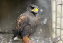 「空中的狗」栗翅鷹遊蕩新店被捕獲,新北動保處呼籲飼養做好管理 栗翅鷹目前送交動保處尋找原飼主。圖/新北市政府