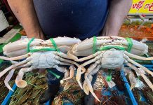 萬里蟹挑選、處理不求人,原來食蟹也可以這麼簡單 公蟹腹甲為尖長型(左),母蟹腹甲則為半圓形(右)。圖/新北市政府漁業及漁港事業管理處