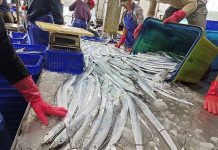 銀光閃閃,白帶魚料理美味上桌來嚐鮮! 澳底漁港白帶魚漁獲滿載而歸。圖/新北市政府