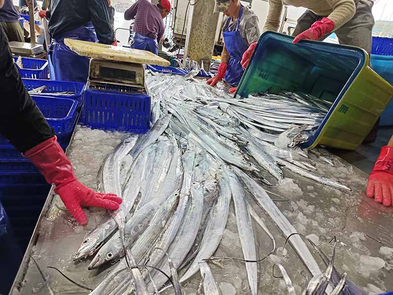 澳底漁港白帶魚漁獲滿載而歸。圖／新北市政府