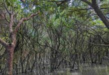 新北推永續農業 增加逾148萬碳匯收益 新北市農業局辦理挖子尾自然保留區紅樹林生態監測及保護,維護藍碳生態系。圖/新北市政府