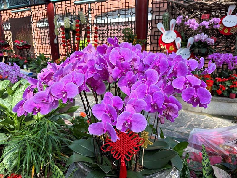蝴蝶蘭為蘭花限時收受站收受的標的。圖／臺北市政府工務局