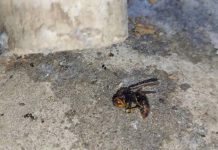 人蜂大戰屍橫遍野?! 新北男昏死送醫 新北市萬里一名男子遭到虎頭蜂螫傷。圖/翻攝畫面