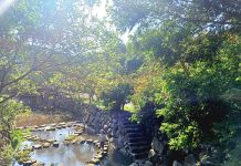 九如社區秘境無料美拍!黃橙橙「落羽松美景」夢幻登場 四分溪雙心造型跳石。圖/臺北市政府工務局