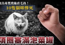 無良毒鴛鴦施虐毛孩!10隻貓咪慘死,項圈塞滿泡菜罐 (圖/《獨家報導》獨家調查站製圖)