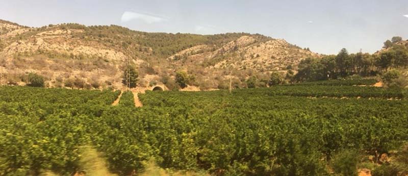 歐鐵駛入瓦倫西亞境內，放眼都是柑橘，而不是葡萄或橄欖。