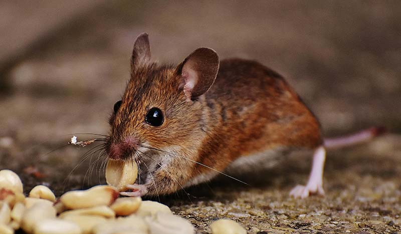 中國實驗「冠狀病毒變異株」老鼠8天內死亡 專家：停止這個瘋狂的行為
