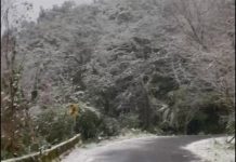 新北市烏來、三峽雪中夢幻!海拔不到1千公尺也迎來下雪 圖/擷取自網路