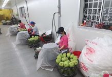 臺東縣政府攜手臺東大學 推動鳳梨釋迦包裝廠品質評鑑 圖/臺東縣政府農務科