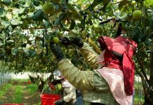 臺南蜜棗外銷啟航,今年首批1月25日空運日本 圖/台南市農業局