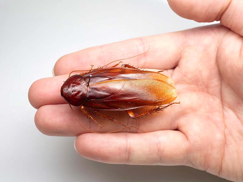圖／柳澤靜磨是日本昆蟲博物館蟑螂研究員　社群Ｘ