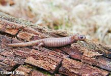 跨機構保育合作 揭開臺灣山椒魚面紗 Hi我是阿里山山椒魚,歡迎到動物園教育中心了解臺灣高山生態喔!(本山椒魚不會出沒實體特展)圖/紀錄照提供戴為愚