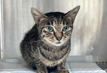 新北市特定寵物買賣定型化契約修訂保障雙方權益 圖/新北市政府動物保護防疫處