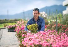 化身杜鵑職人 新北推萬金杜鵑職人體驗遊程 遊程將至蔡文生的茂生苗圃近距離欣賞杜鵑,學習杜鵑種植技巧,化身杜鵑職人。圖/新北市政府