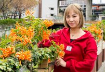 春暖花開 鴨母港溝炮仗花、馬纓丹齊放 纍纍成串的炮仗花,就像是紮成一束的鞭炮一般,花朵盛開喜氣洋洋。圖/新北市政府水利局