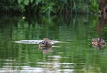 候鳥認證的太平溪濕地 來訪鳥類數量與種類漸增 淨化身心好去處 圖/臺東縣環境保護局